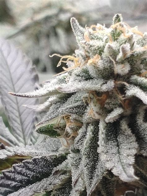 Unraveling the Genetics of Black African Magic Strains: From Landrace to Hybrid